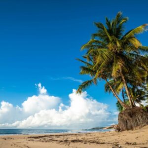 Explore the serene beauty of Coqueirinho Beach in Brazil, featuring palm trees, golden sand, and blue skies.